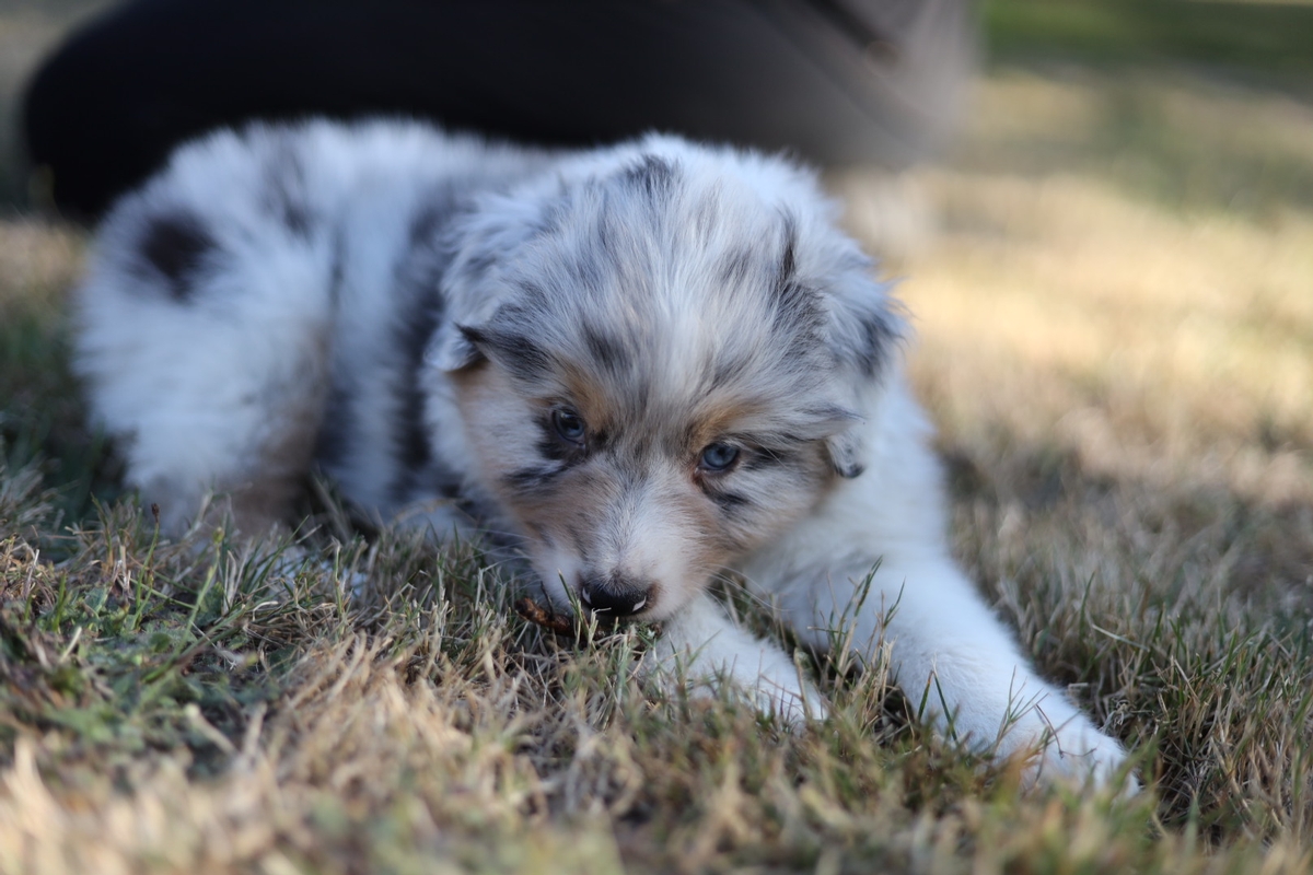 Theodore 